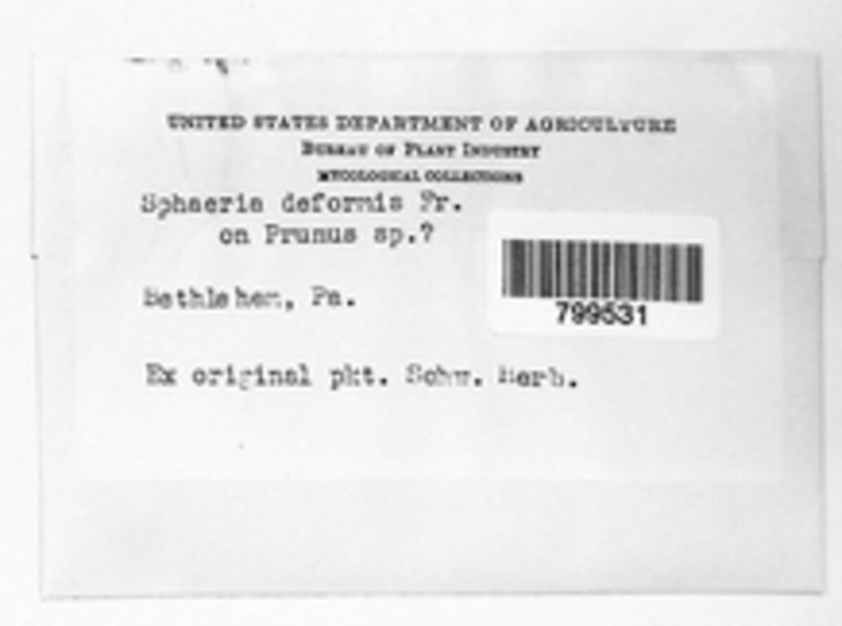 Sphaeria deformis image